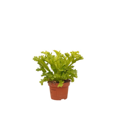 Vendita Asplenium nidus Crispy Wave -Piante Verdi Online|Mondo Piante
