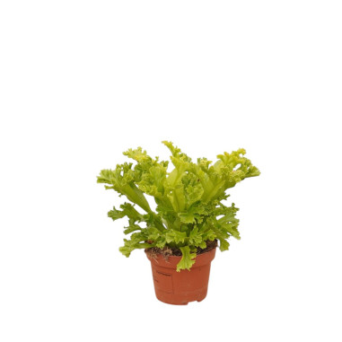 Vendita Asplenium nidus Crispy Wave -Piante Verdi Online|Mondo Piante