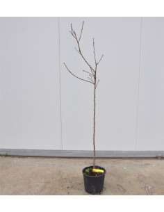 Albero di Pesco Nettarina 3 Anni | Mondo Piante 2
