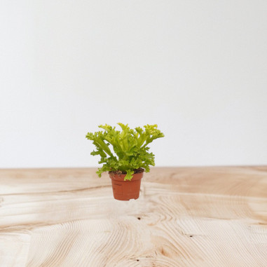 Vendita Asplenium nidus Crispy Wave -Piante Verdi Online|Mondo Piante