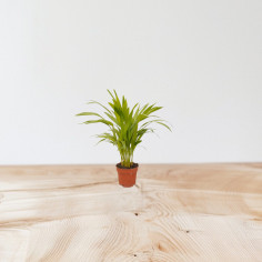 Vendita Pianta Areca (Dypsis lutescens) Vaso 17 | Mondo Piante 2
