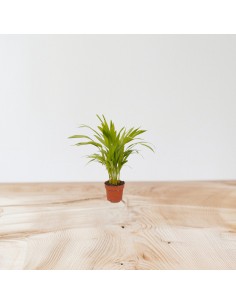 Pianta Dypsis... 2
