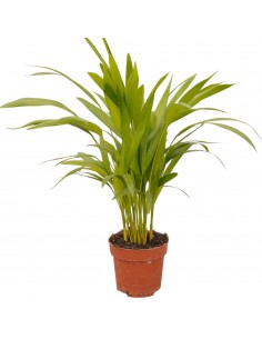 copy of Pianta Westringia...