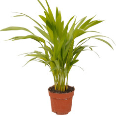 Vendita Pianta Areca (Dypsis lutescens) Vaso 17 | Mondo Piante
