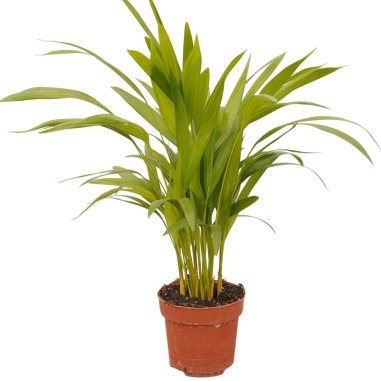 Vendita Pianta  Dypsis lutescens Vaso 17cm-Palmizi online|Mondo Piante