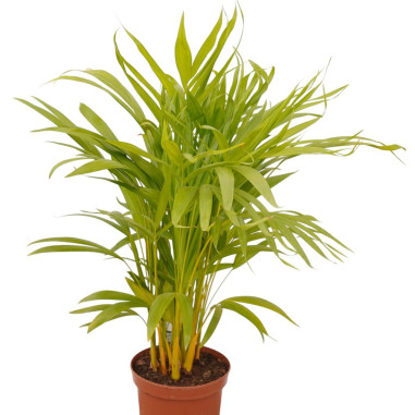 Vendita Pianta Areca (Dypsis lutescens) Vaso 17 | Mondo Piante