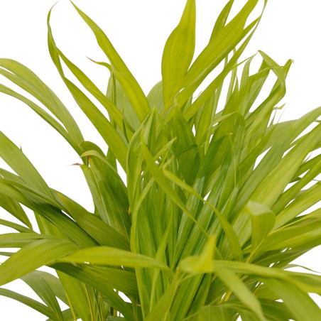 Vendita Pianta Areca (Dypsis lutescens) Vaso 17 | Mondo Piante