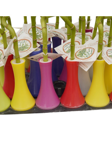 Vendita Lucky Bamboo Spirale Colorato-Piante Verdi|Mondo Piante