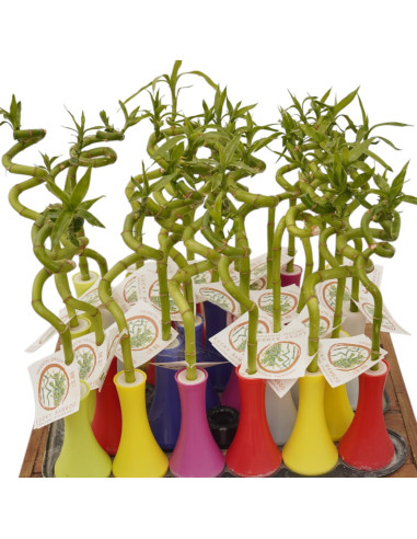 Vendita Lucky Bamboo Spirale Colorato-Piante Verdi|Mondo Piante