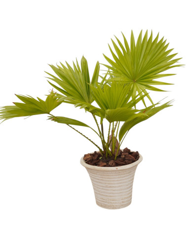 Vendita Livistona rotundifolia Vaso 19cm-Bonsai OnLine|Mondo Piante