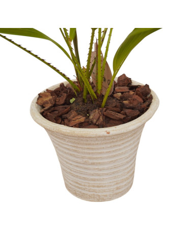 Vendita Livistona rotundifolia Vaso 19cm-Bonsai OnLine|Mondo Piante