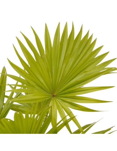 Vendita Livistona rotundifolia Vaso 19cm-Bonsai OnLine|Mondo Piante