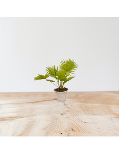 Vendita Livistona rotundifolia Vaso 19cm-Bonsai OnLine|Mondo Piante