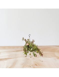 Plant Aeschynanthus... 2
