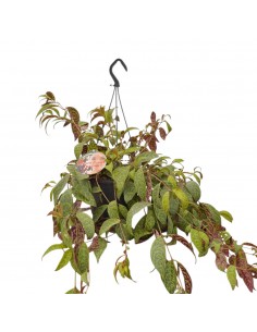 Plant Aeschynanthus...