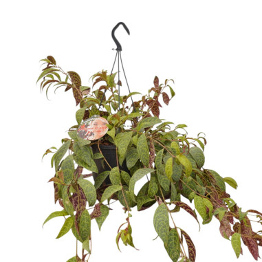 Plant Aeschynanthus marmoratus Vase 17cm