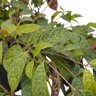 Plant Aeschynanthus marmoratus Vase 17cm