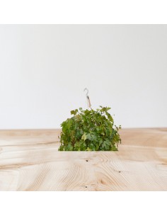 Pianta Cissus rhombifolia... 2