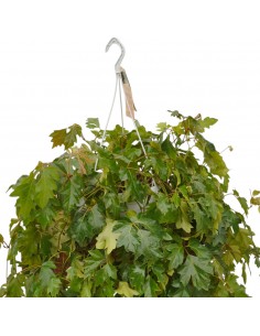 Pianta Cissus rhombifolia...
