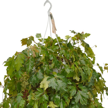 Vendita Pianta Cissus rhombifolia-Piante Verdi Online | Mondo Piante