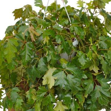 copy of Pianta Aeschynanthus marmoratus