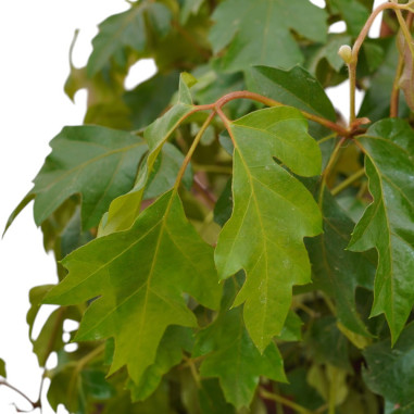 copy of Pianta Aeschynanthus marmoratus