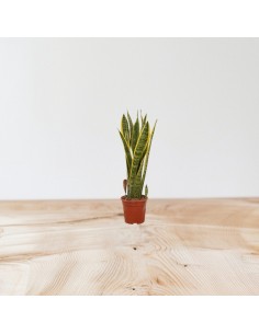 Pianta Sansevieria trif.... 2