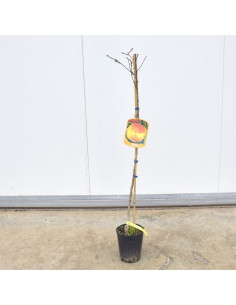 Albero di Pesco Spring Crest 3 Anni | Mondo Piante 2