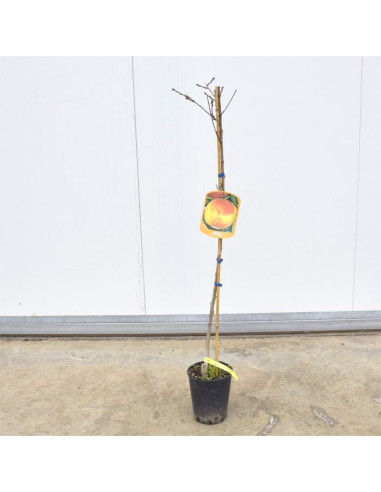 Vendita Albero di Pesco Spring Crest - Alberi da Frutto |Mondo Piante