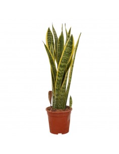 Pianta Sansevieria trif....