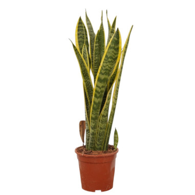 Sanseveria Plant Sale - Green Plants | Vivaio Mondo Piante