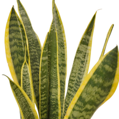 Vendita Sanseveria trif. Laurentii Vaso 17-Piante Verdi|Mondo Piante