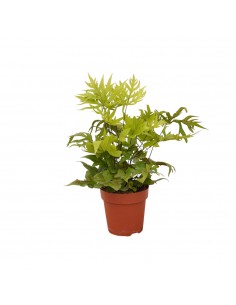 Pianta Doryopteris pedata...