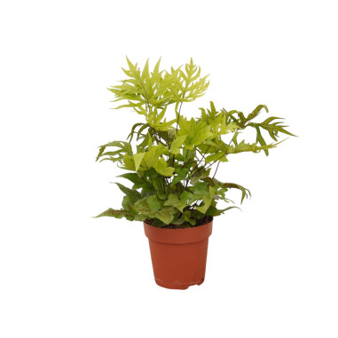 Vendita Pianta Doryopteris pedata-Piante Verdi|Mondo Piante