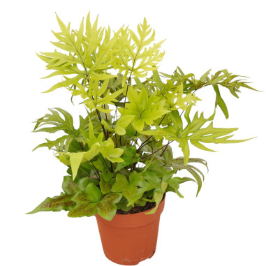 Vendita Pianta Doryopteris pedata-Piante Verdi|Mondo Piante