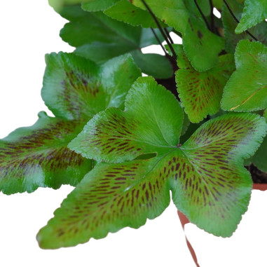 Vendita Pianta Doryopteris pedata-Piante Verdi|Mondo Piante