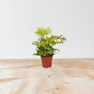 Vendita Pianta Doryopteris pedata-Piante Verdi|Mondo Piante