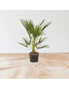 copy of Pianta Westringia... 2