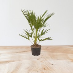 Pianta Livistona Rotundifolia Vaso 24cm | Palme da Interno | Mondo Piante 2
