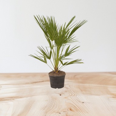Pianta Livistona Rotundifolia Vaso 24cm | Palme da Interno | Mondo Piante