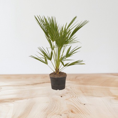 Pianta Livistona Rotundifolia Vaso 24cm | Palme da Interno | Mondo Piante