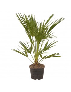 copy of Pianta Westringia...