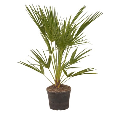 Vendita Livistona rotundifolia Vaso 24cm-Palmizi online|Mondo Piante