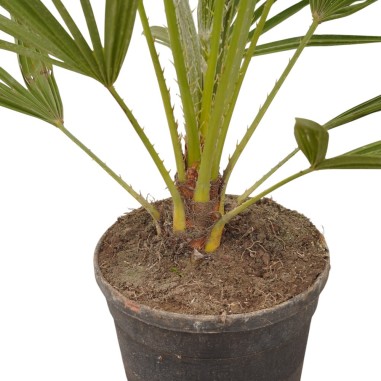 Vendita Livistona rotundifolia Vaso 24cm-Palmizi online|Mondo Piante