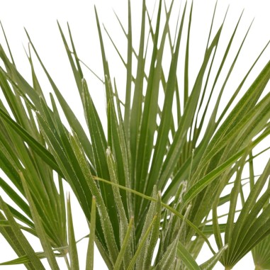 Vendita Livistona rotundifolia Vaso 24cm-Palmizi online|Mondo Piante