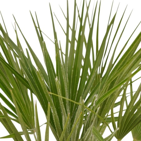 Pianta Livistona Rotundifolia Vaso 24cm | Palme da Interno | Mondo Piante