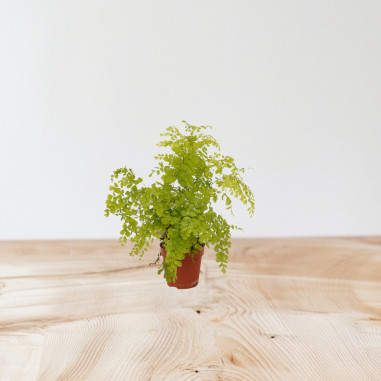 Vendita Pianta Adiantum raddianum-Piante Verdi Online | Mondo Piante