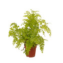 Pianta Adiantum raddianum Fragrans 14cm - Felce Capelvenere