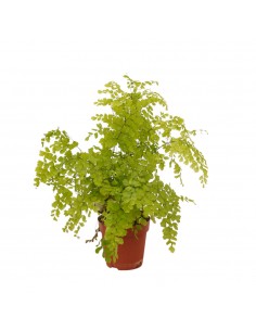 Pianta Adiantum raddianum...