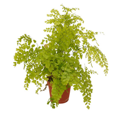 Vendita Pianta Adiantum raddianum-Piante Verdi Online | Mondo Piante